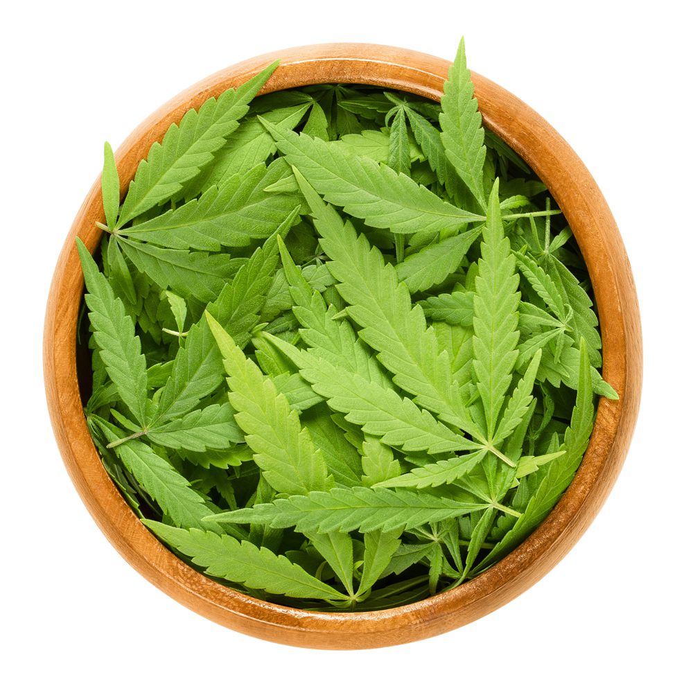 Cannabis fan leaves in wooden bowl