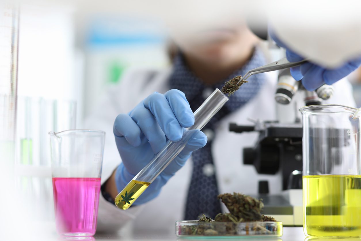 Chemist in laboratory examines marijuana extract